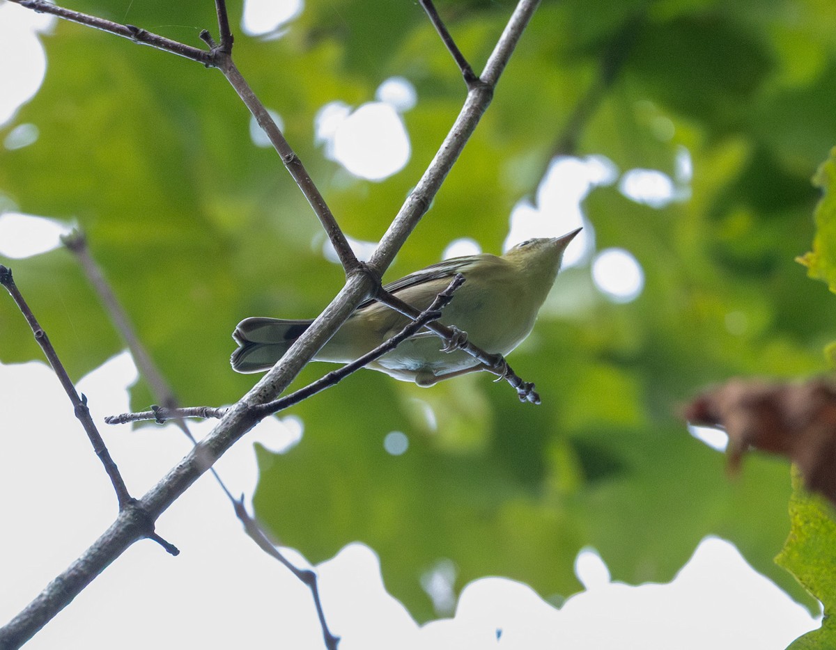 Bay-breasted Warbler - ML641029991