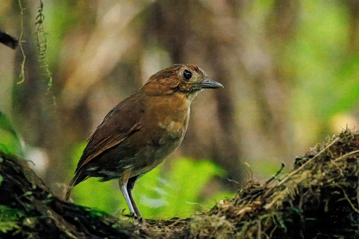 Brown-banded Antpitta - ML641030041