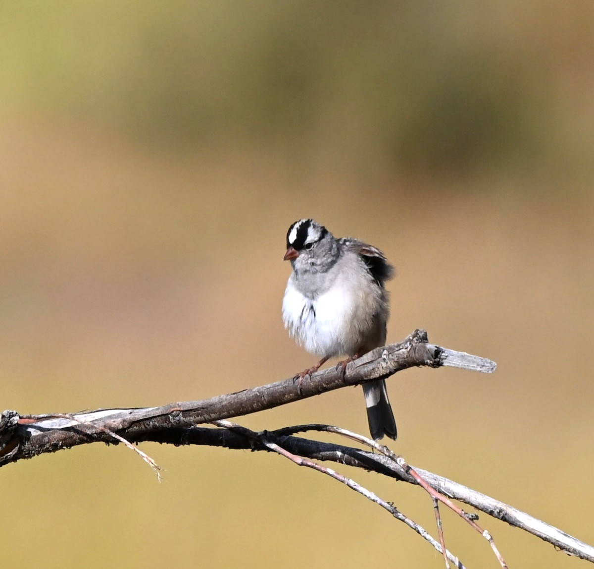White-crowned Sparrow (oriantha) - ML641030043