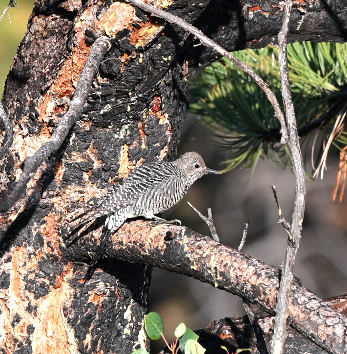 Williamson's Sapsucker - ML641030072