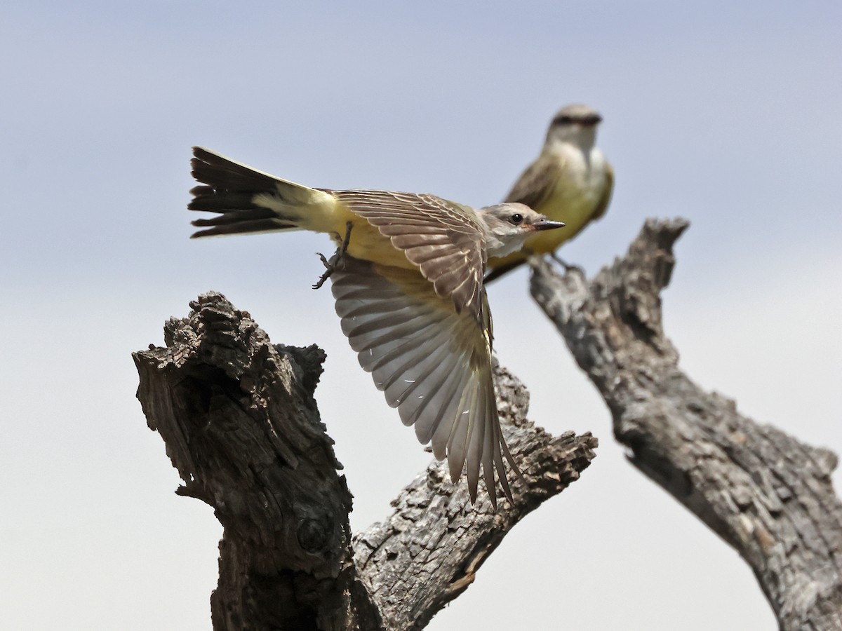 Western Kingbird - ML641030074