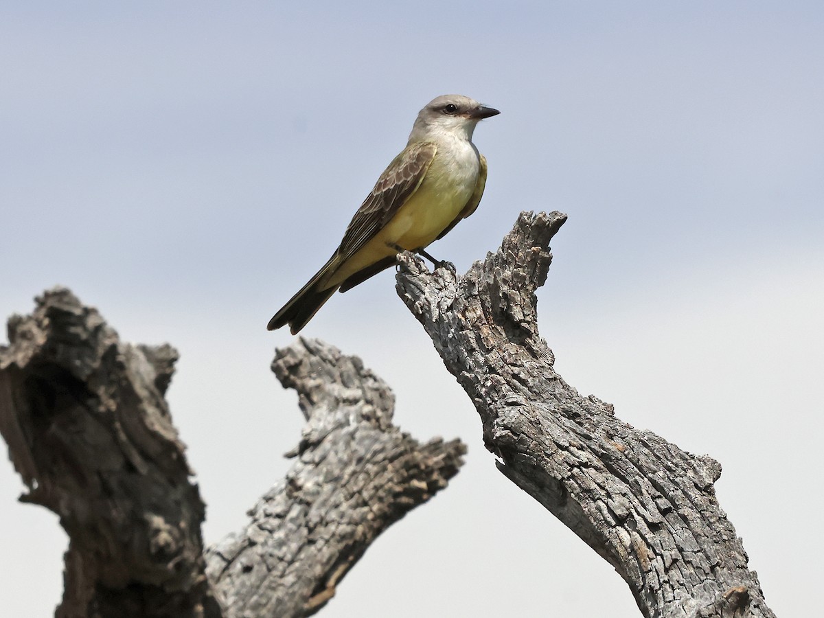 Western Kingbird - ML641030075