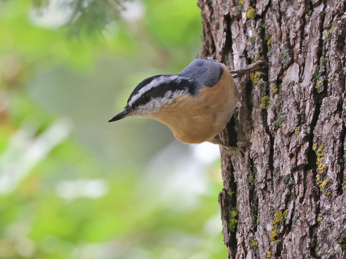 Red-breasted Nuthatch - ML641030135