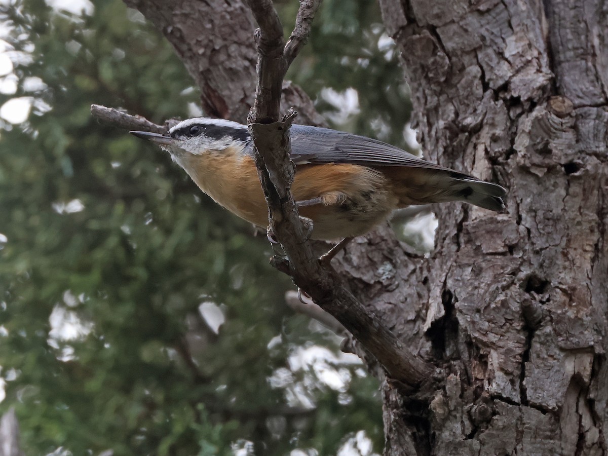 Red-breasted Nuthatch - ML641030136