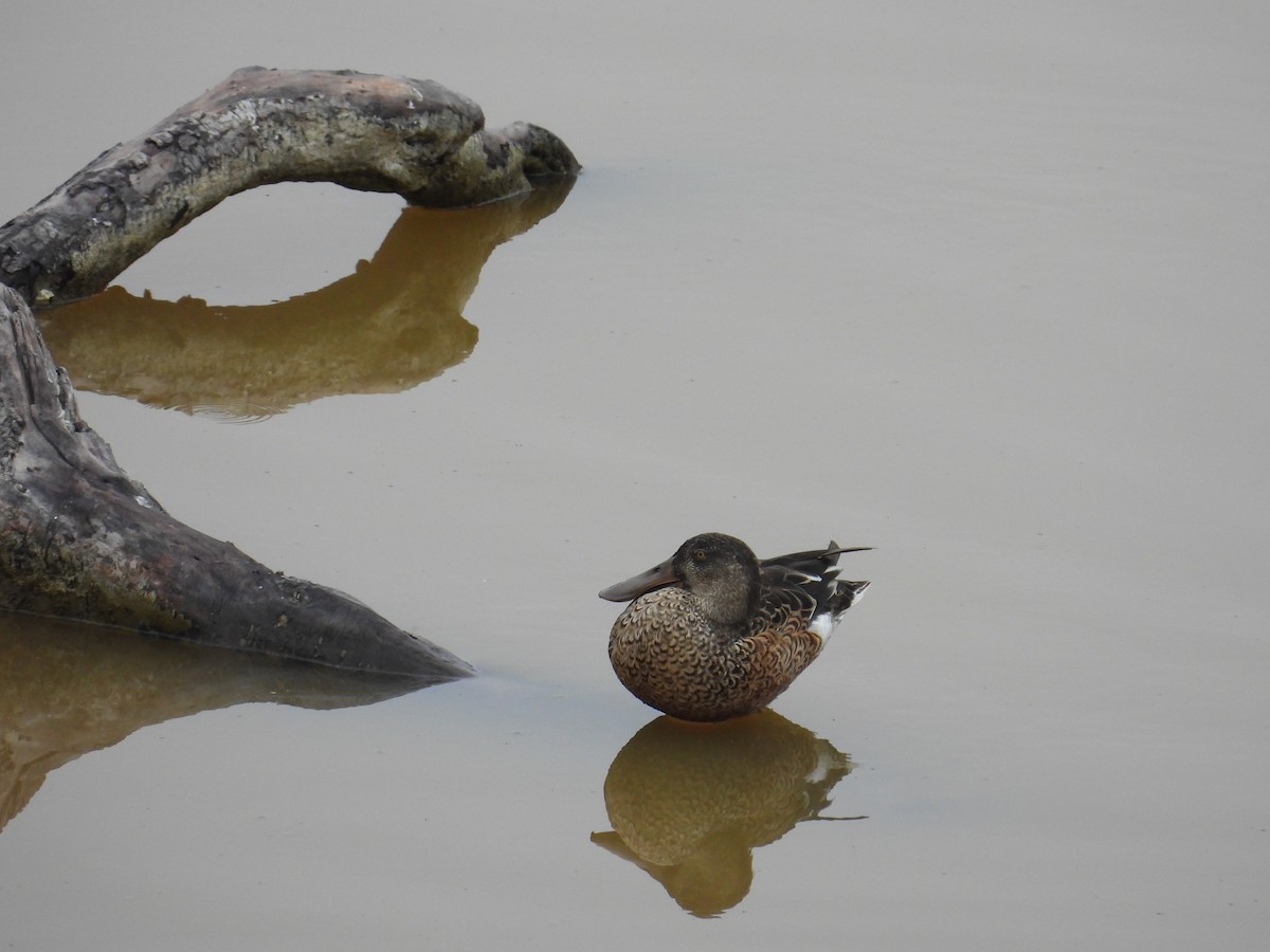 Northern Shoveler - ML641030142