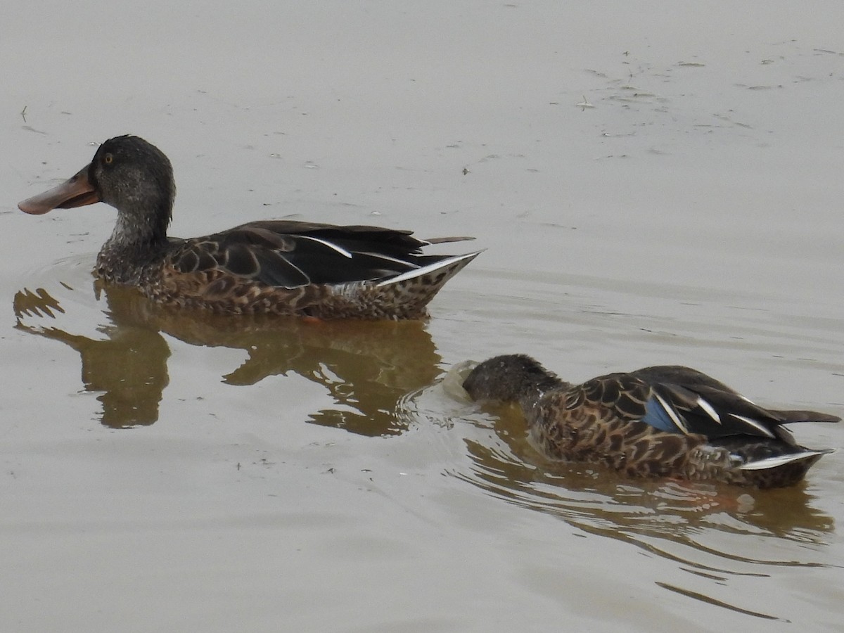 Northern Shoveler - ML641030144