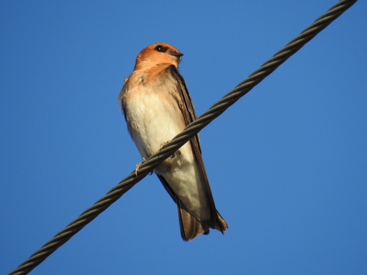 Tawny-headed Swallow - ML641030174