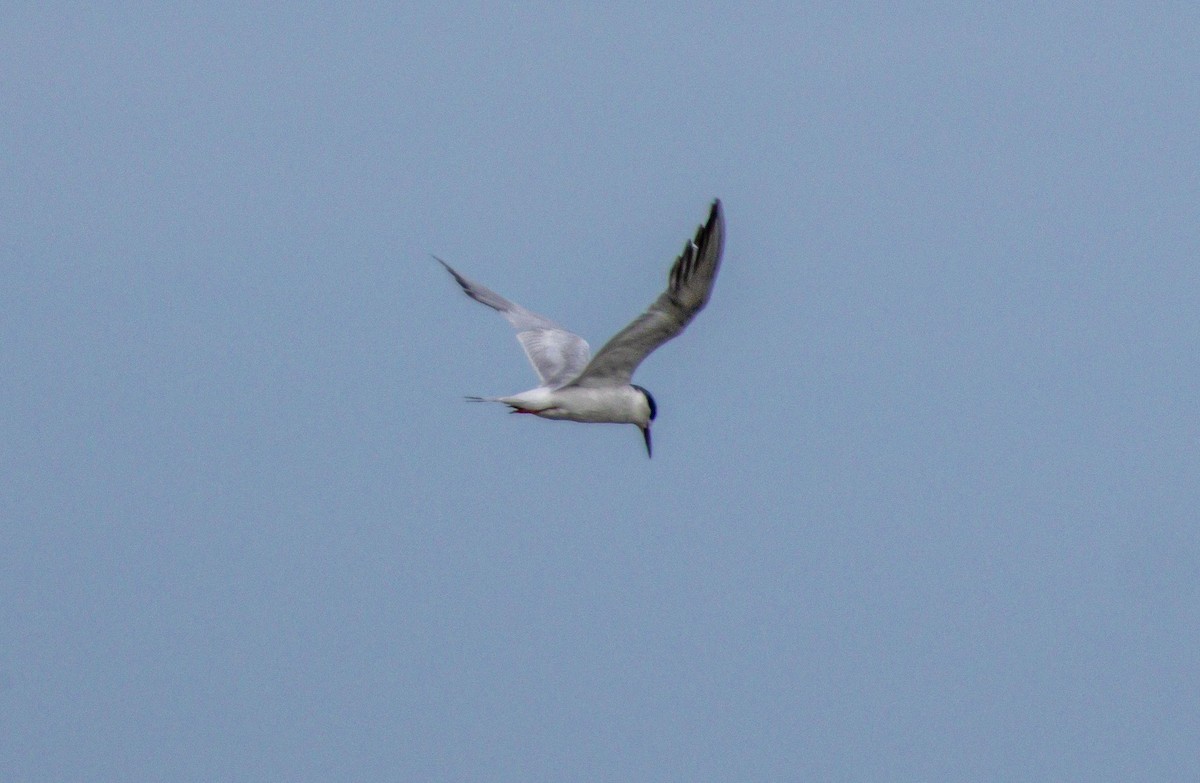 Forster's Tern - ML641030202