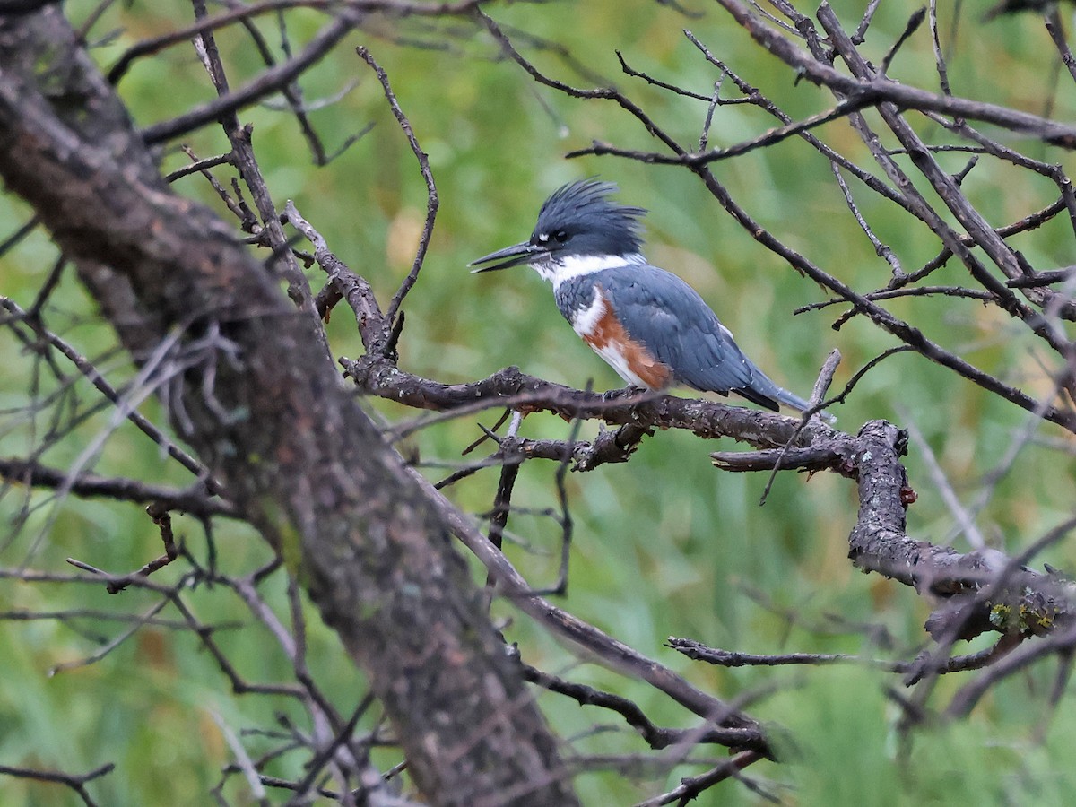 Belted Kingfisher - ML641030205