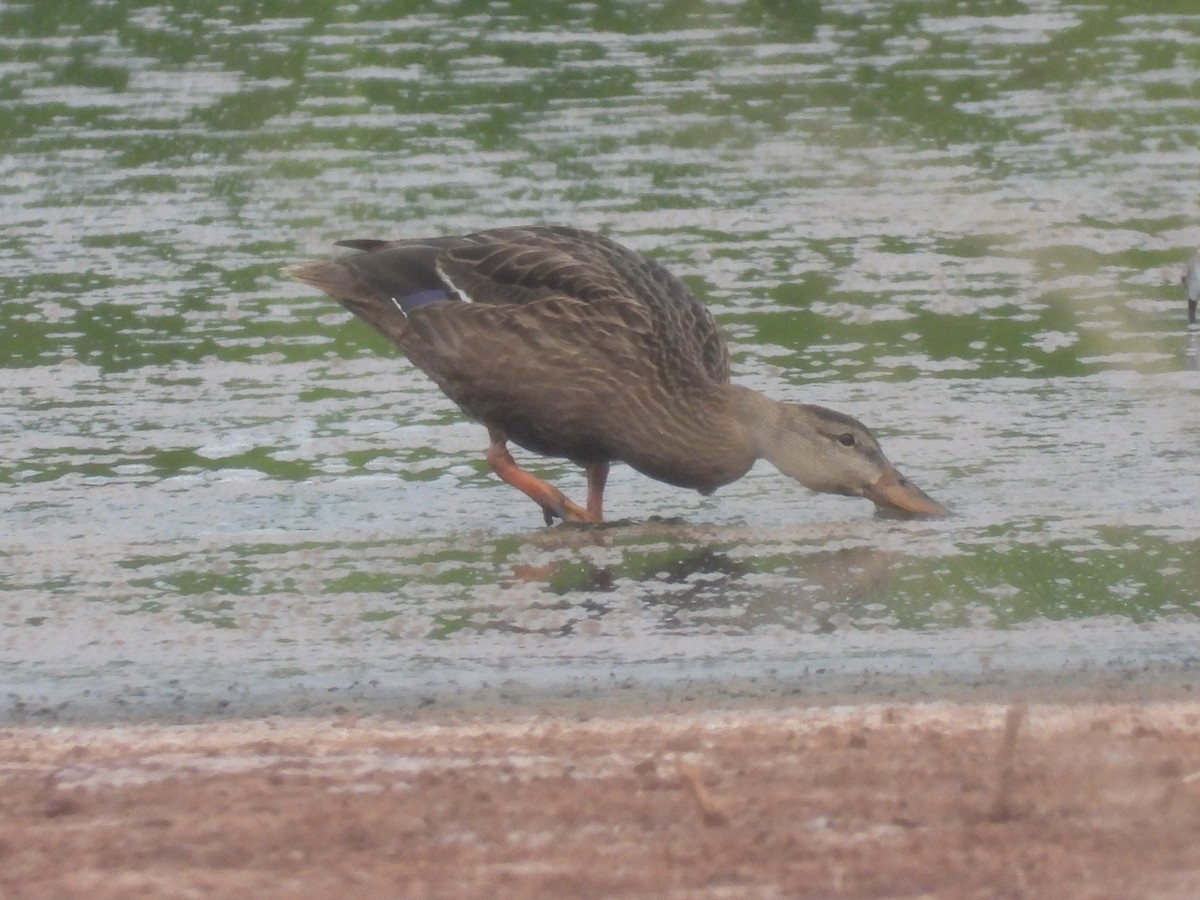 Mexican Duck - ML641030207