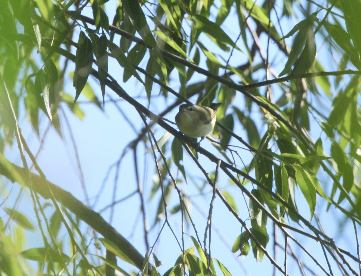 Red-eyed Vireo - ML641030211