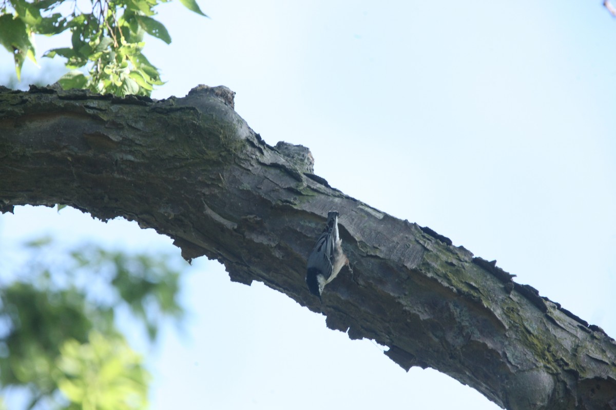White-breasted Nuthatch - ML641030227