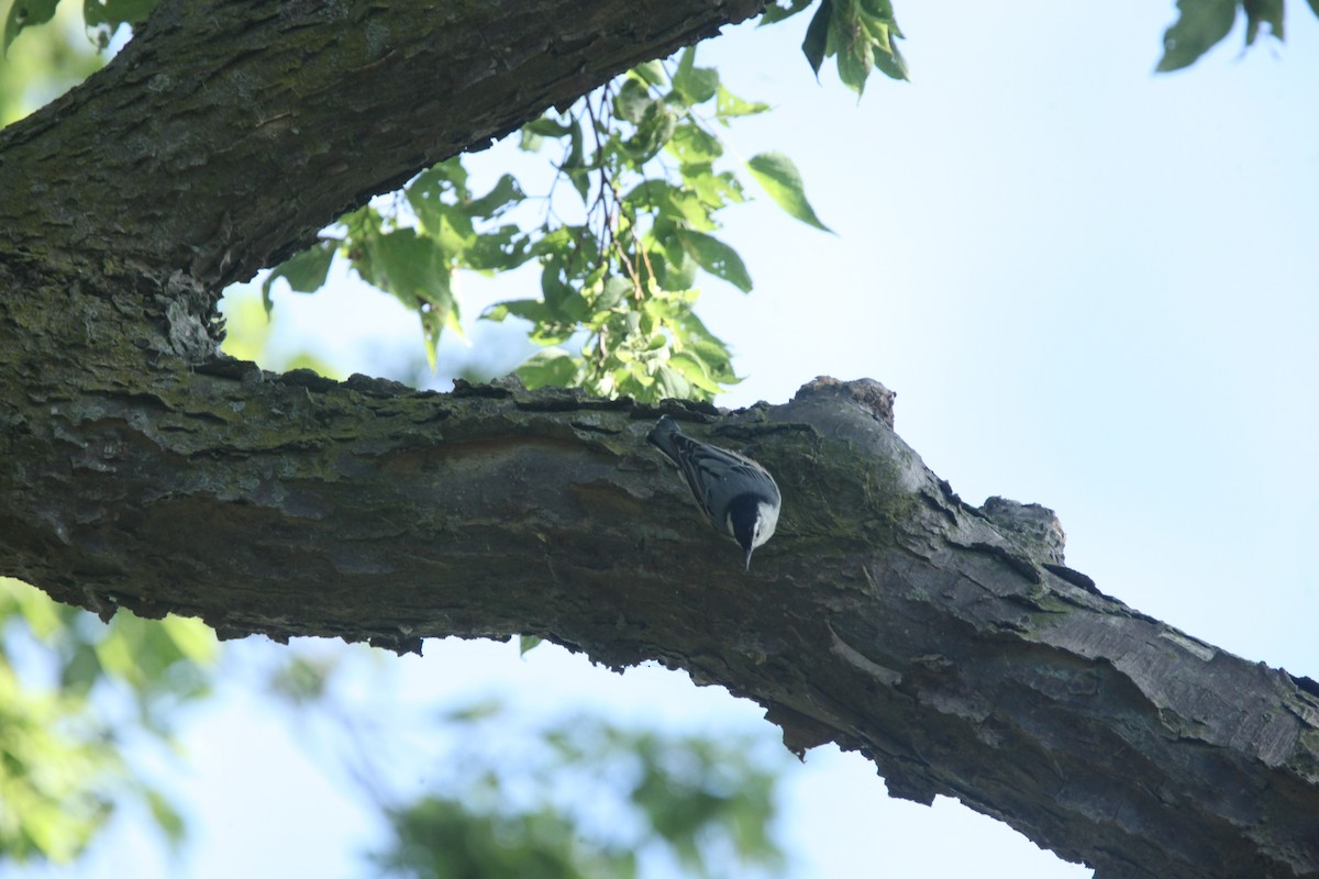 White-breasted Nuthatch - ML641030228