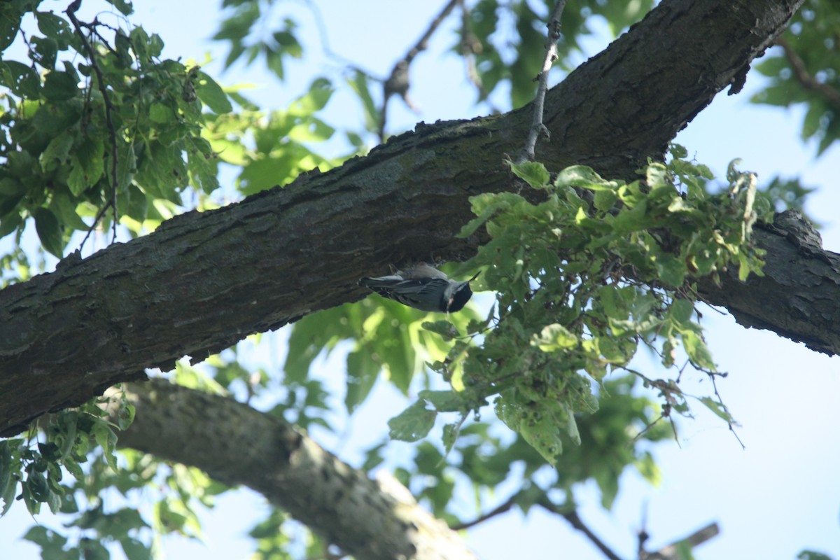 White-breasted Nuthatch - ML641030229