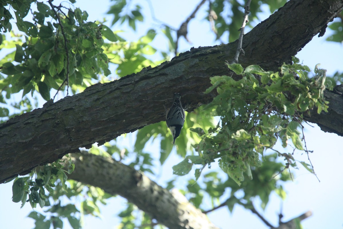 White-breasted Nuthatch - ML641030230
