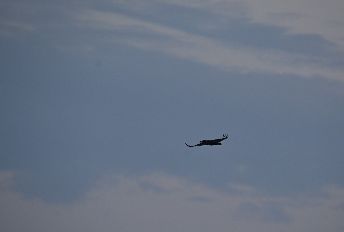 Grand Corbeau - ML641030231