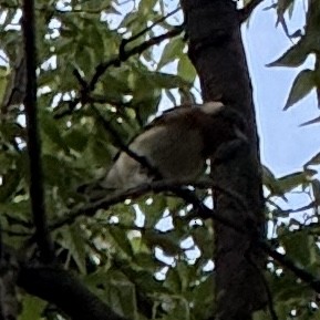 Bay-breasted Warbler - ML641030250