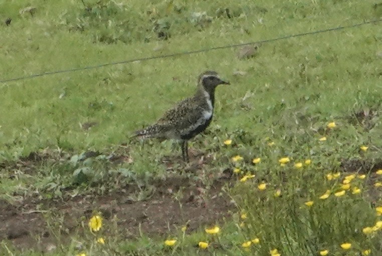 European Golden-Plover - ML641030272