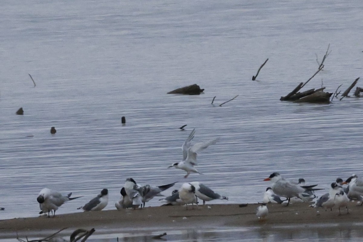 Forster's Tern - ML641030281