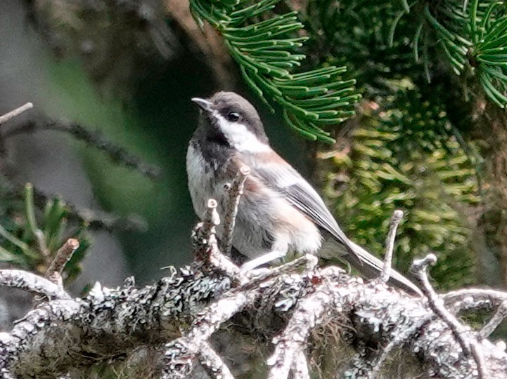 Chestnut-backed Chickadee - ML641030309