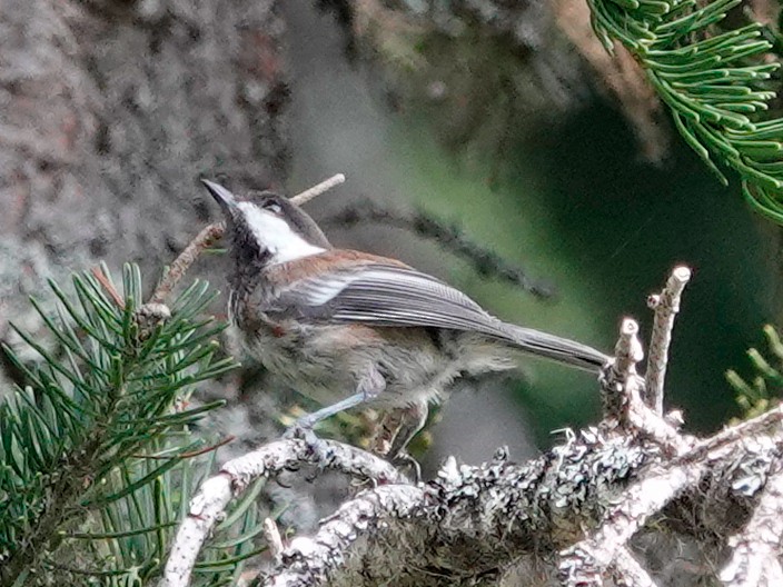 Chestnut-backed Chickadee - ML641030313