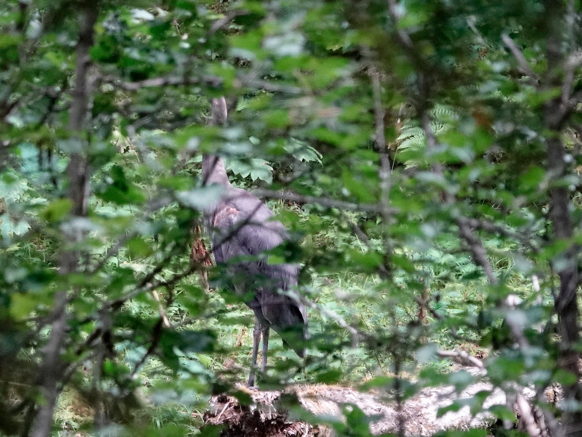 Great Blue Heron - ML641030315