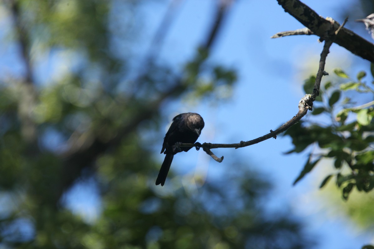 Brown-headed Cowbird - ML641030320