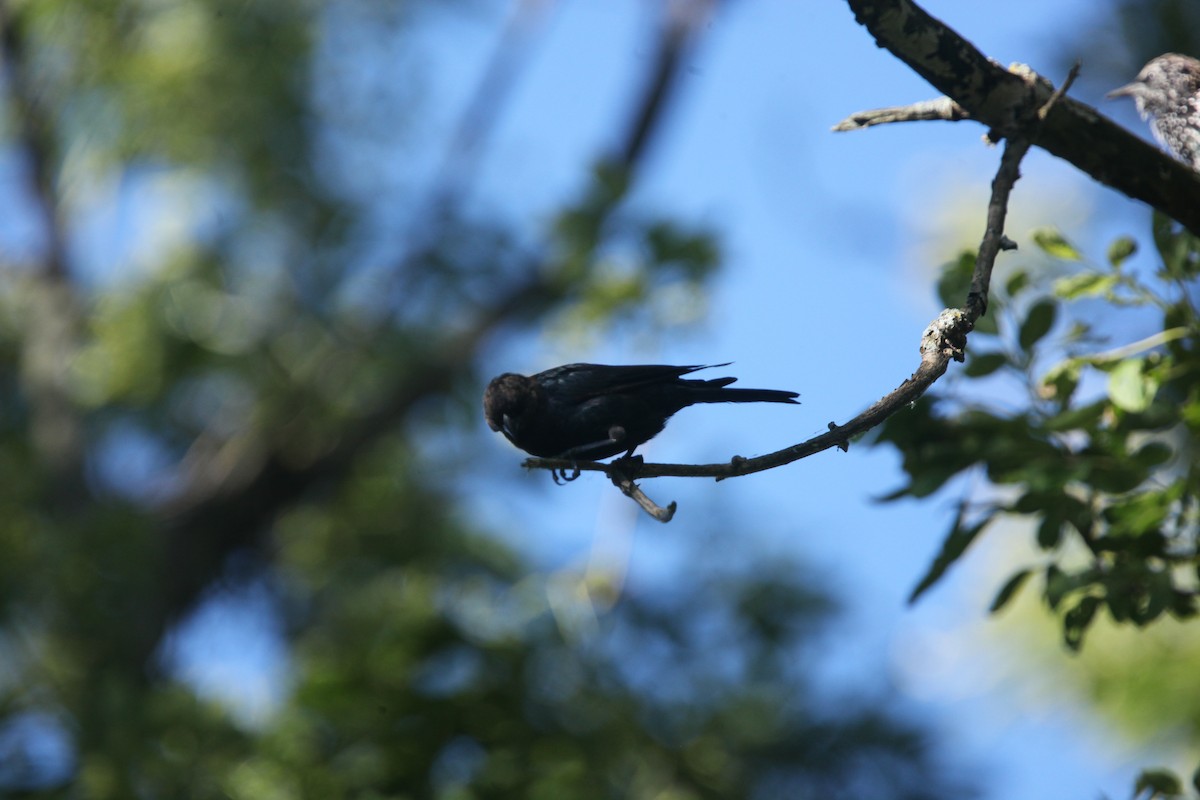 Brown-headed Cowbird - ML641030321