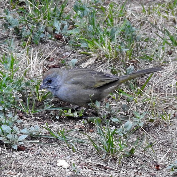 Green-tailed Towhee - ML641030333