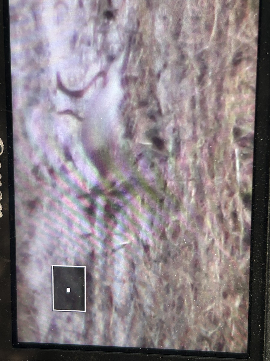 Pectoral Sandpiper - ML641030335