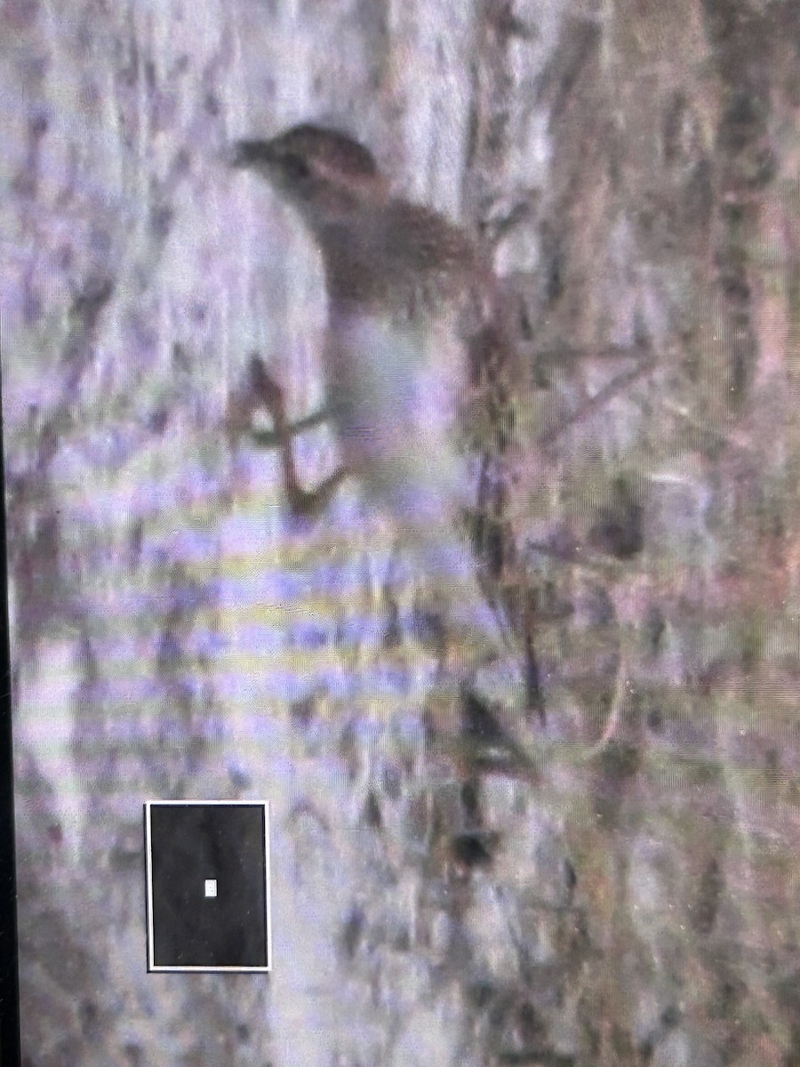 Pectoral Sandpiper - ML641030338