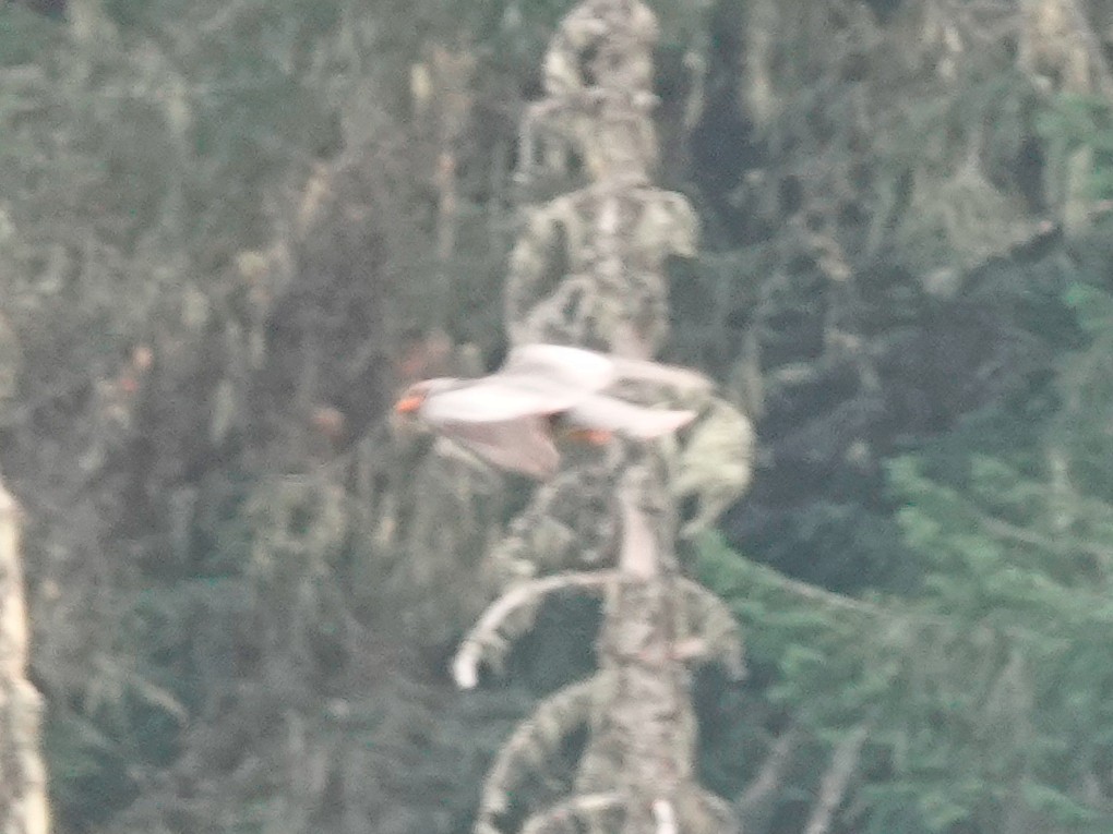 Band-tailed Pigeon - ML641030352