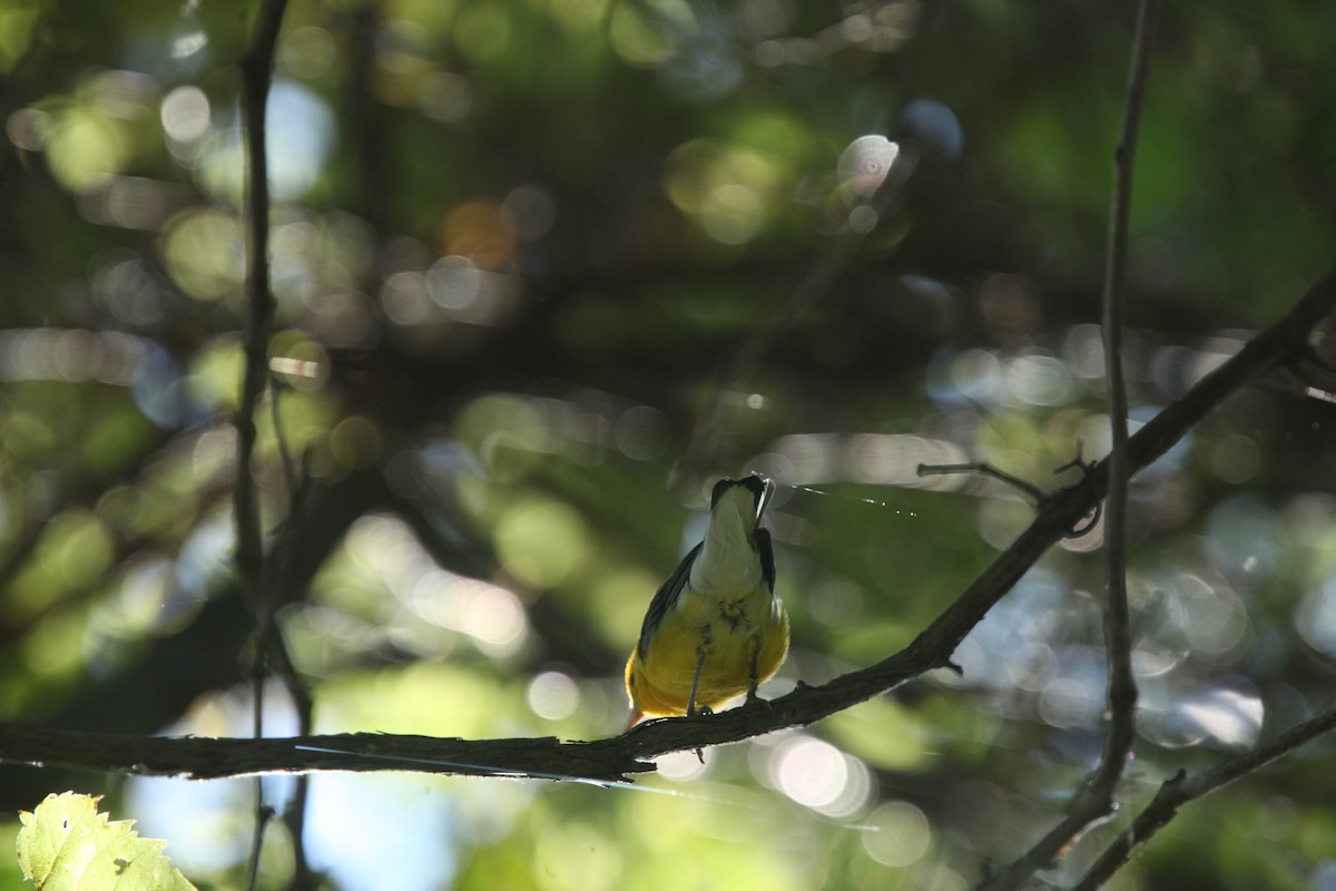Prothonotary Warbler - ML641030361