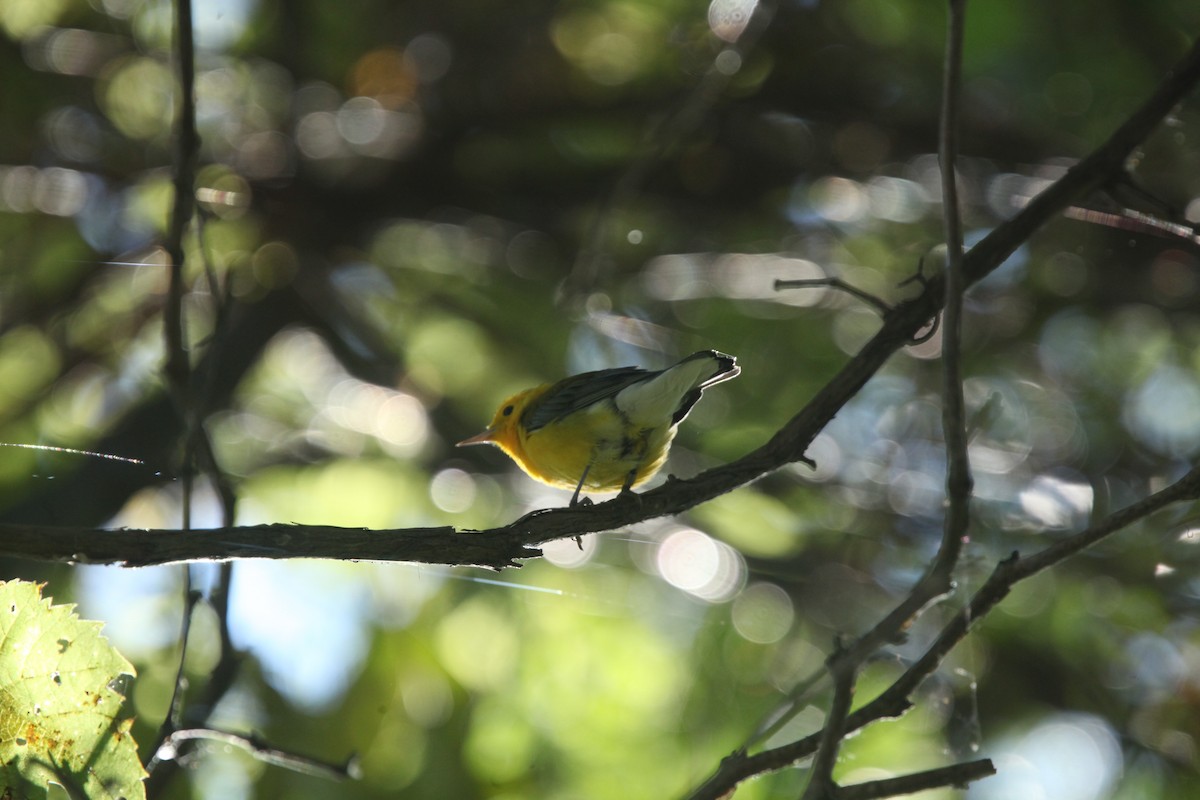 Prothonotary Warbler - ML641030362