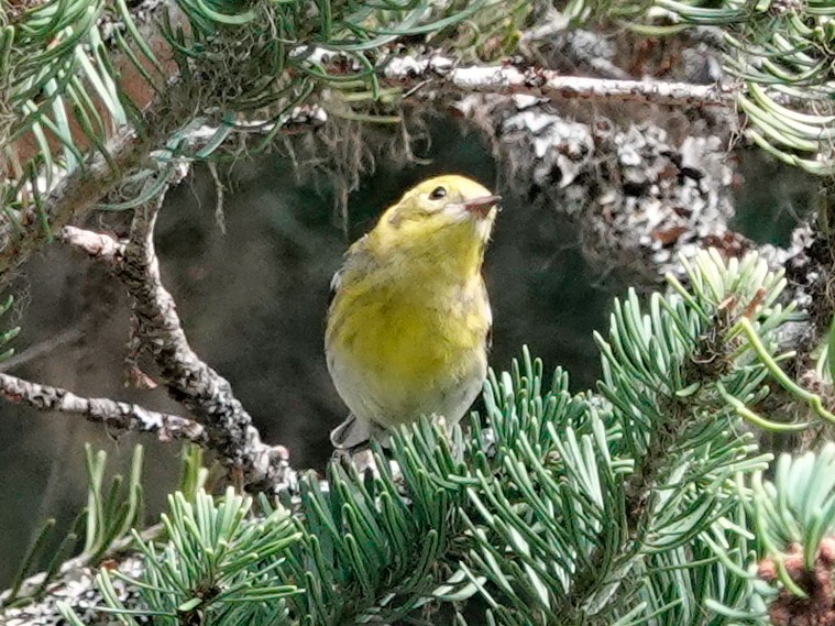 Townsend's x Hermit Warbler (hybrid) - ML641030371