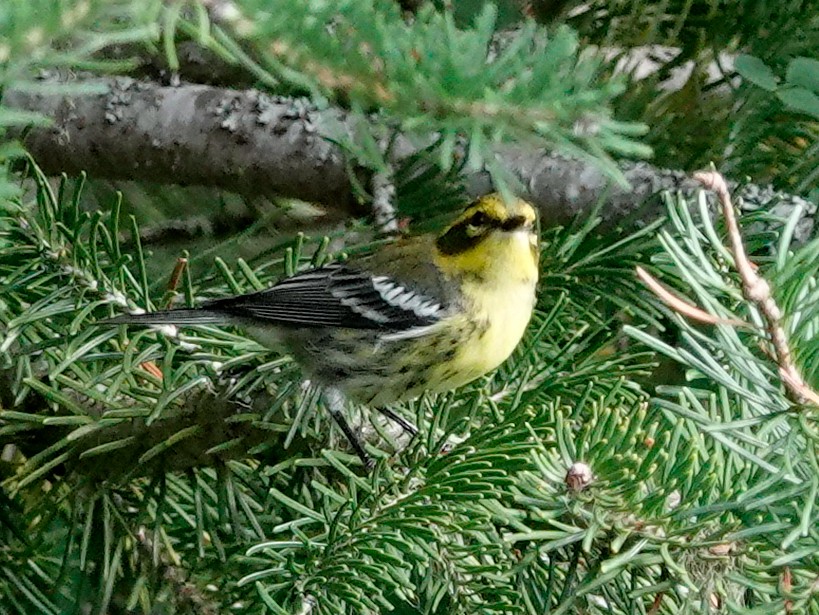 Townsend's Warbler - ML641030374