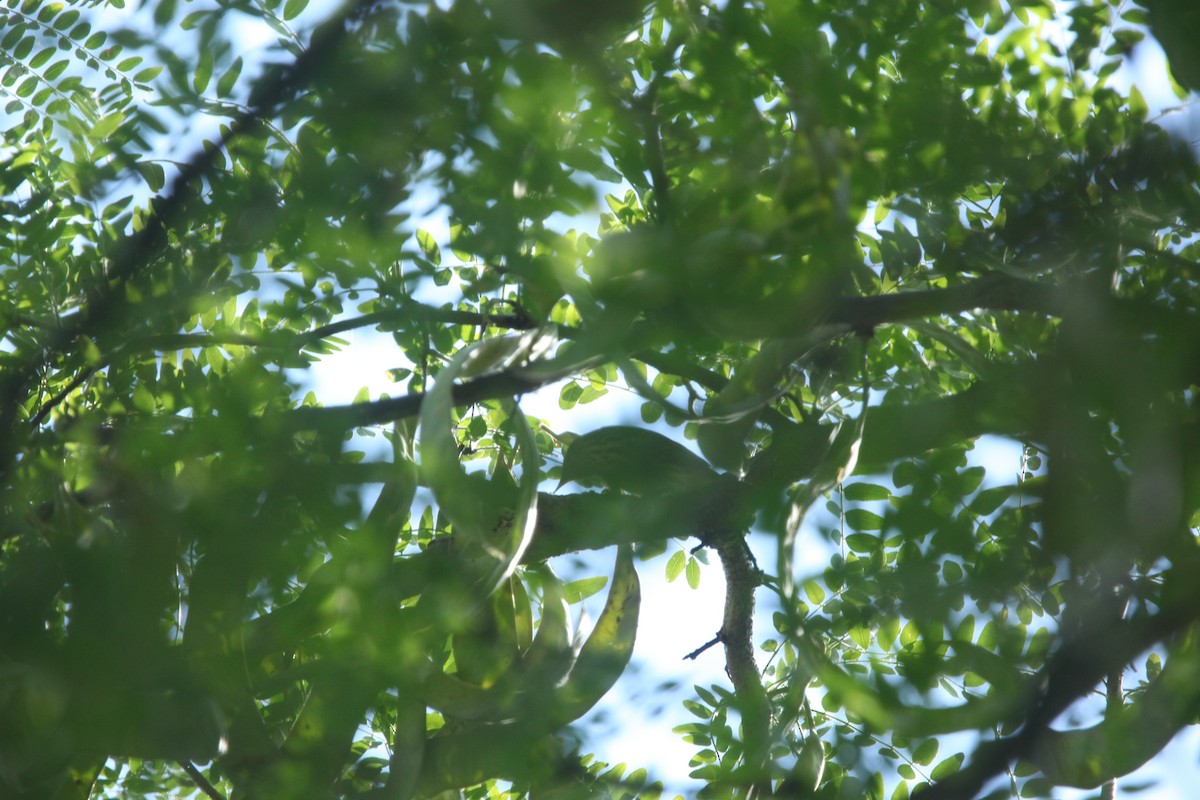 Cape May Warbler - ML641030378