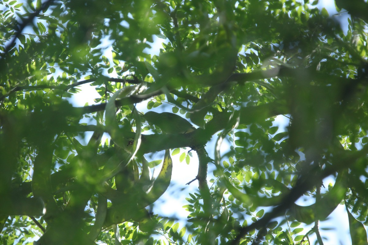 Cape May Warbler - ML641030379