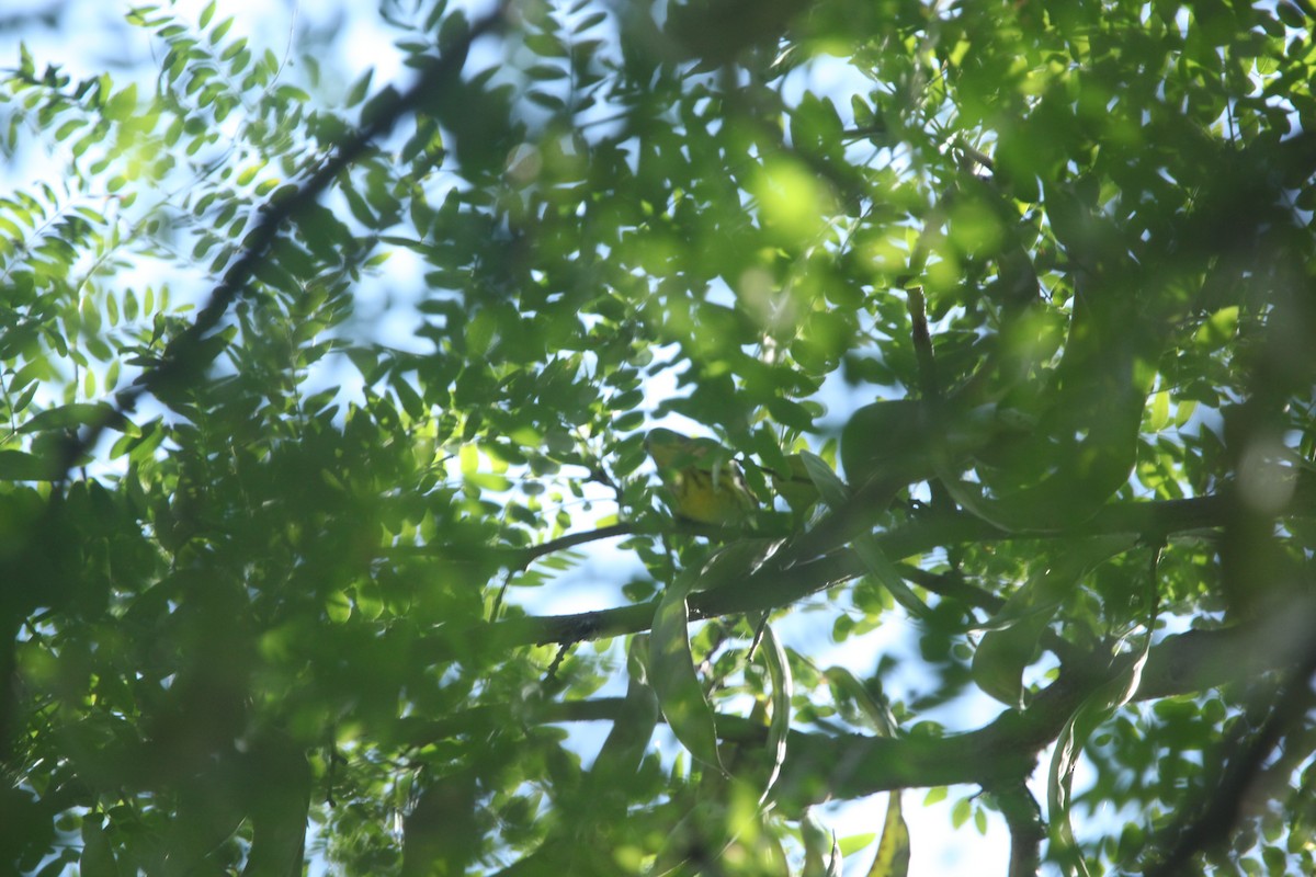 Cape May Warbler - ML641030380