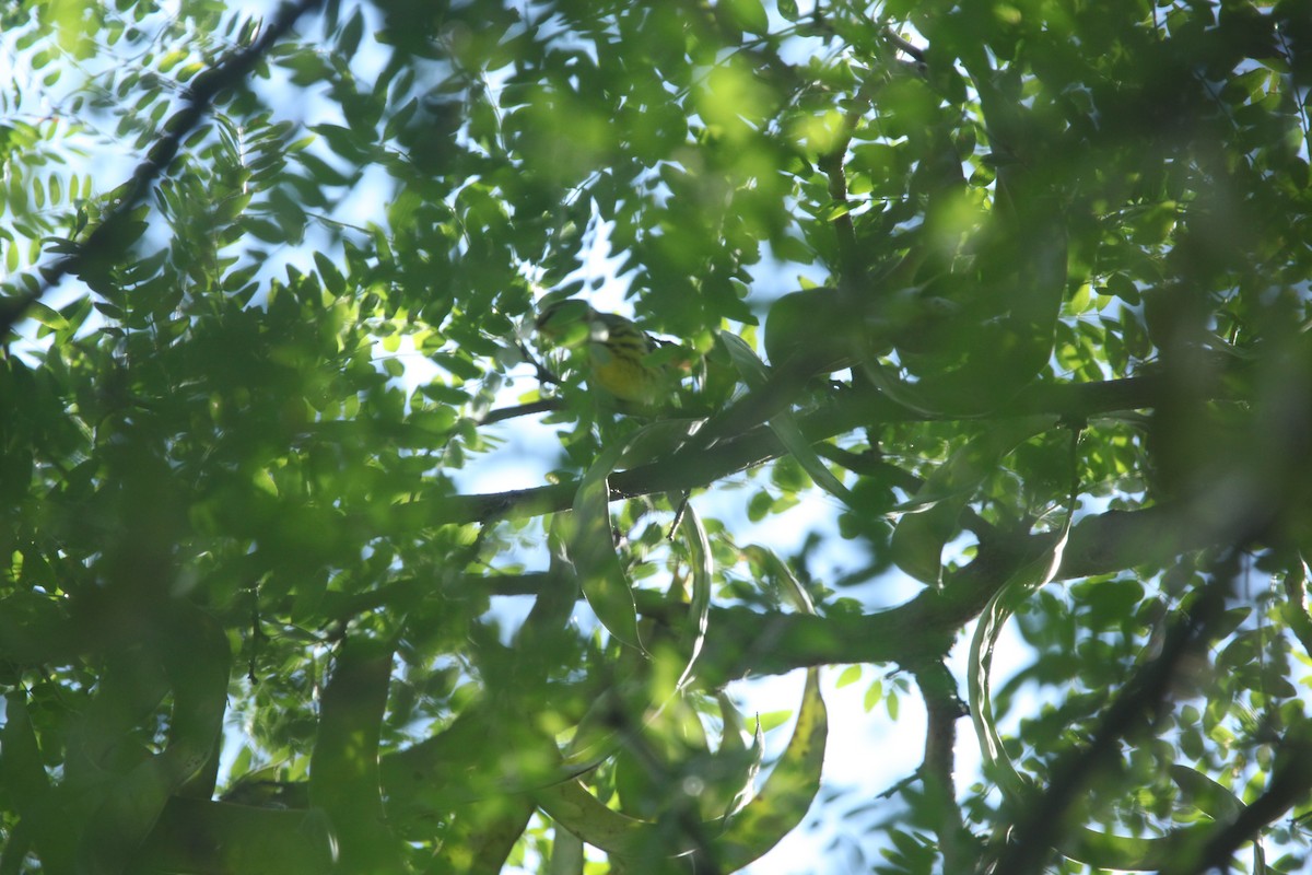 Cape May Warbler - ML641030381