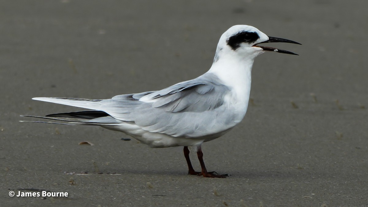 Forster's Tern - ML641030382
