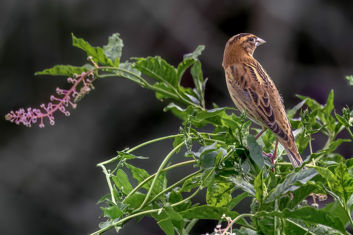 Bobolink - ML641030394
