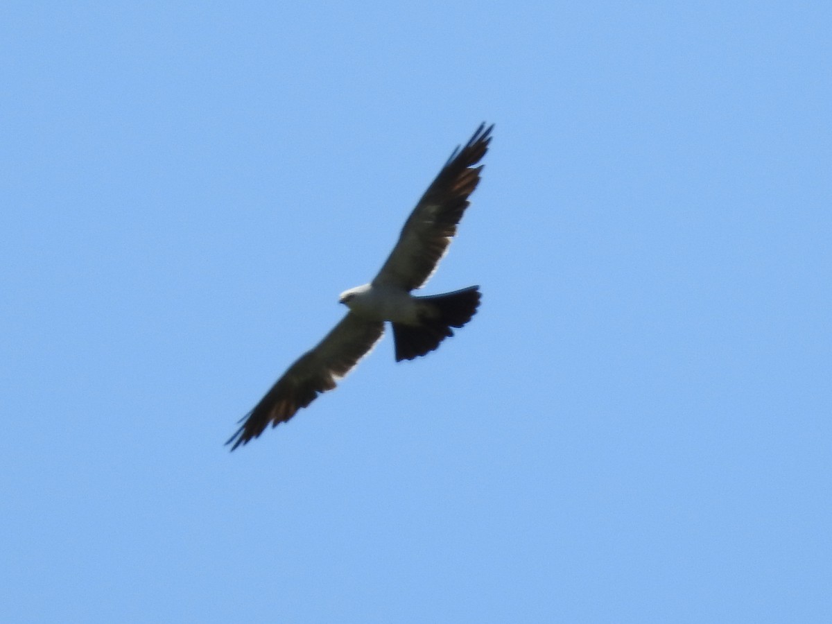 Mississippi Kite - ML641030426