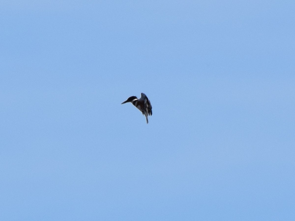Belted Kingfisher - ML641030427