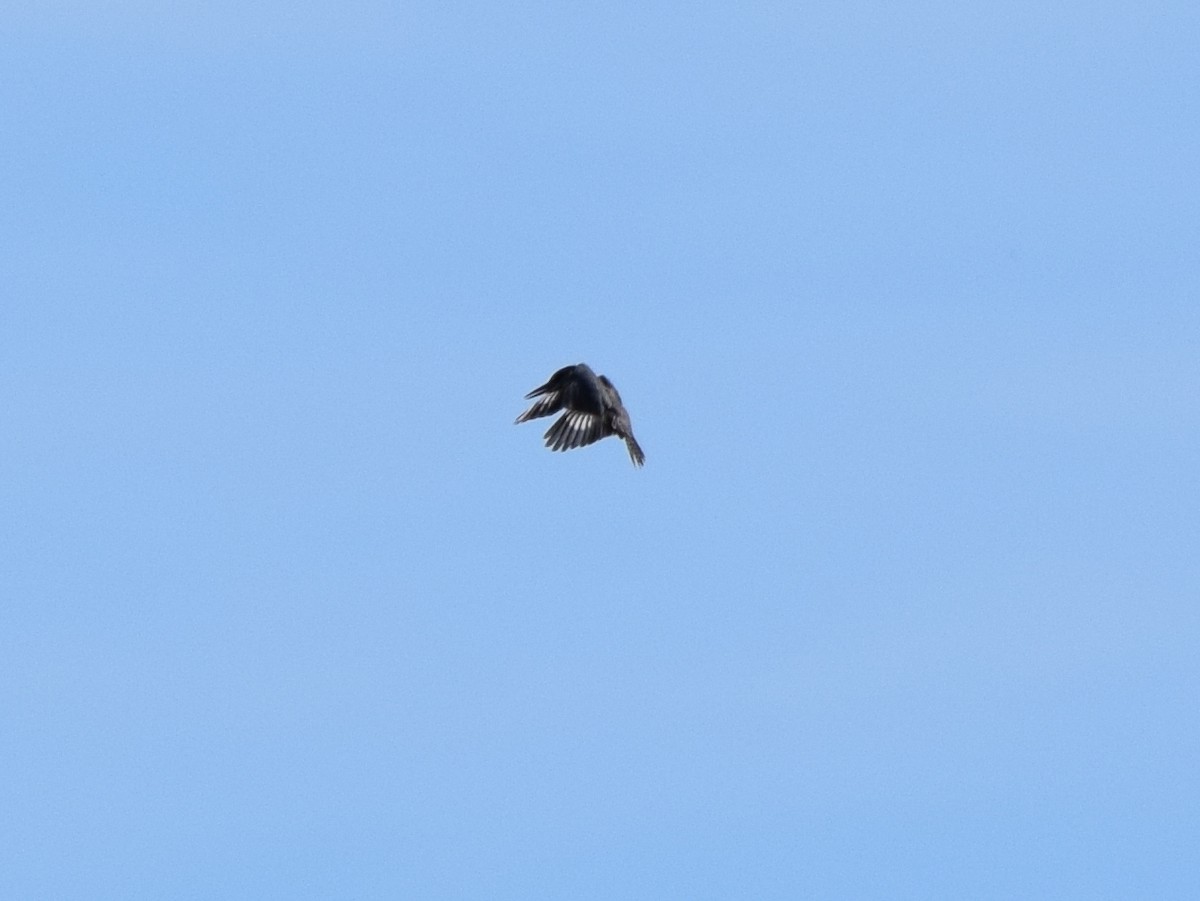 Belted Kingfisher - ML641030429