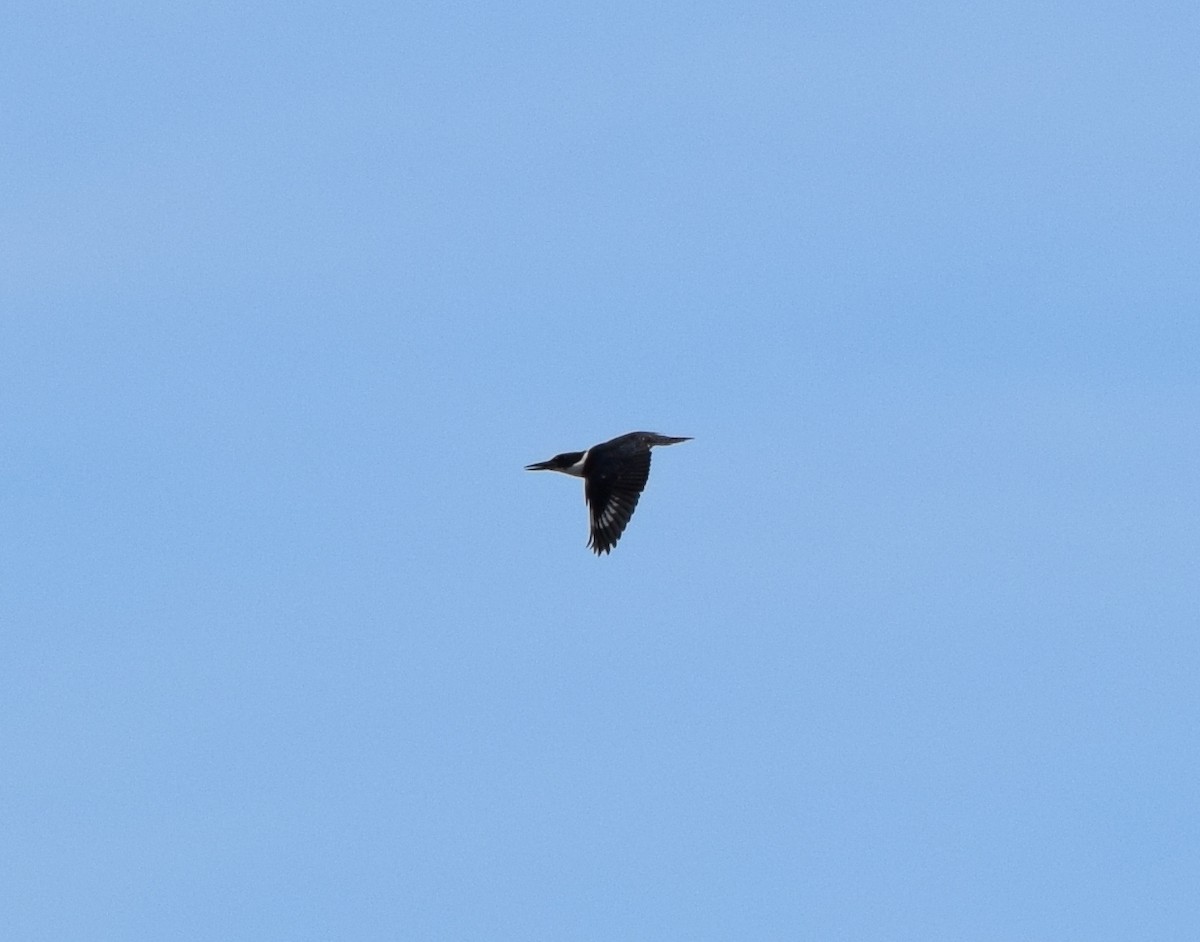 Belted Kingfisher - ML641030433