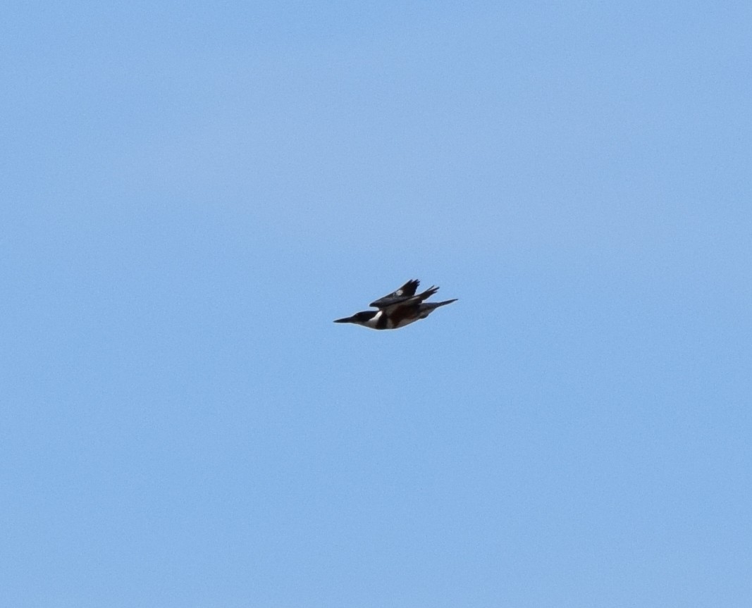 Belted Kingfisher - ML641030435