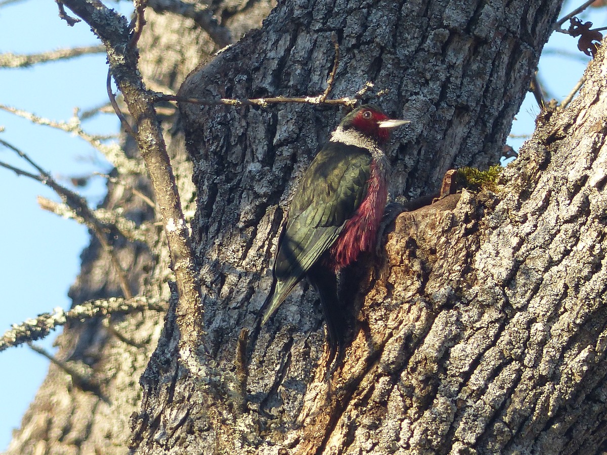 Lewis's Woodpecker - ML641030436