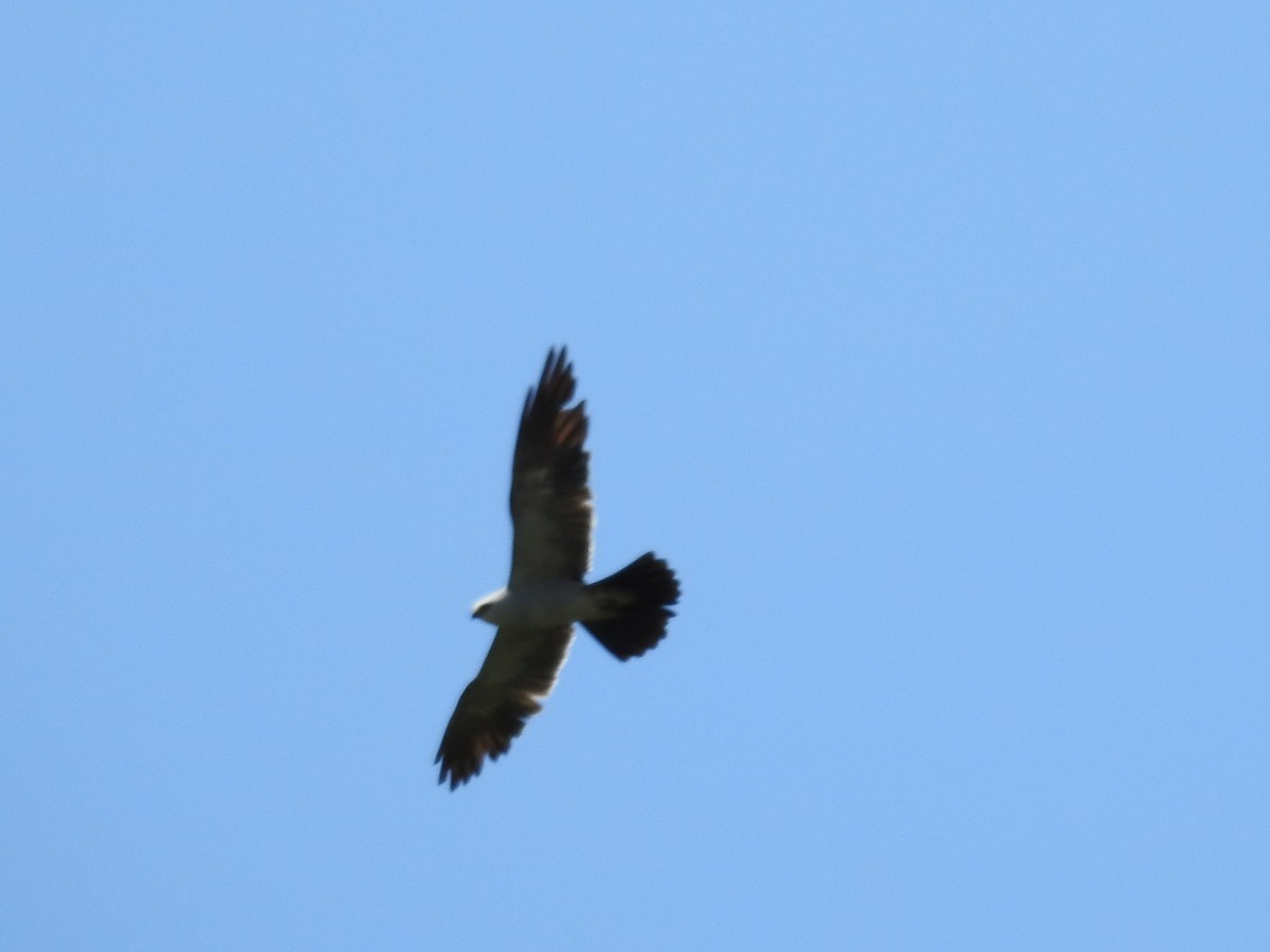 Mississippi Kite - ML641030437