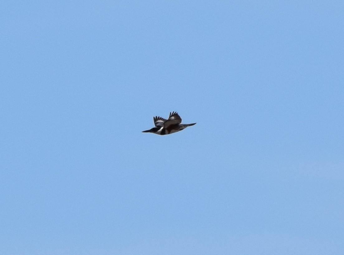 Belted Kingfisher - ML641030439